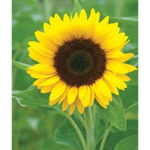 Meet your Posher, Brie